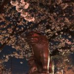 大山緑地公園の千本桜が満開です　夜桜はこんな雰囲気ですよ