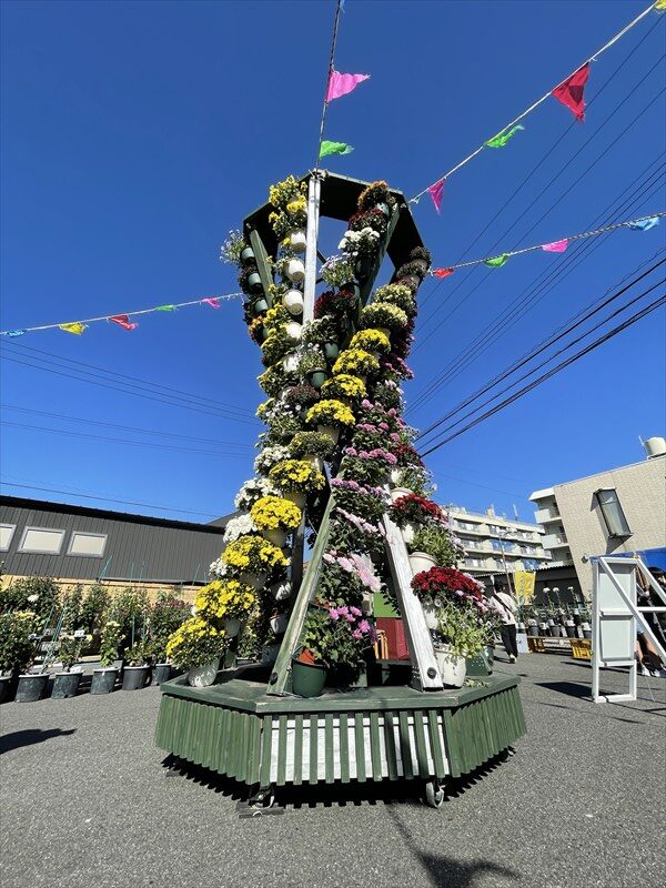 最終お値下げしました!菊花石（台付） 菊花石 7 岐阜県根尾谷産 【黒い母岩】 観賞石・菊石・原石