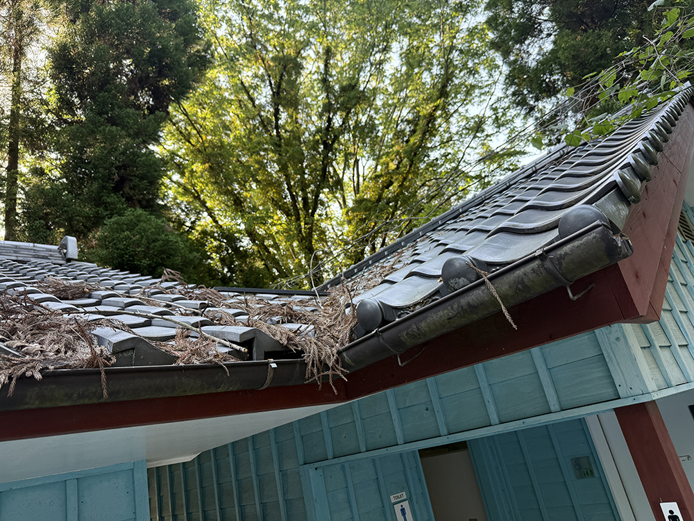 雨樋にたまった細かい落ち葉