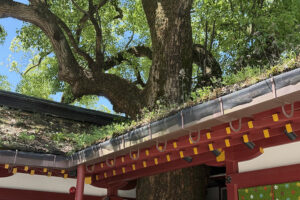 神社の雨樋と落ち葉よけ