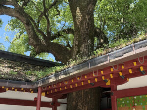 神社の雨樋と落ち葉よけ