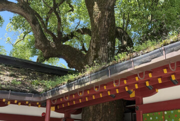 神社の雨樋と落ち葉よけ